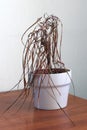 The dried house plant
