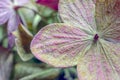 Dried hydrangea flower as background close up macro