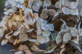 Dried hydrangea flower head covered with morning frost. Frost on branches and flowers. Winter in the garden Royalty Free Stock Photo