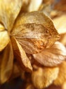 Dried hydrangea flower petals macro.