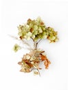 Dried Hydrangea flowers isolated elements on White Background with Real Shadow. Royalty Free Stock Photo