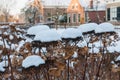 Dried hydrangea flowers with snowy flower heads Royalty Free Stock Photo