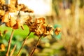 Dried hydrangea flowers in warm golden sunlight with a soft bokeh background Royalty Free Stock Photo