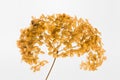 Dried hydrangea hortensia