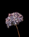 Dried Hydrangea isolated on a black background.