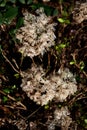 Dried Hydrangea macrophylla flower heads in sunlight.