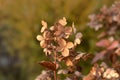 Dried hydrangea paniculata flowers in the autumn garden on blurred background Royalty Free Stock Photo