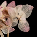 Dried hydrangea petals display a delicate, skeletal structure against a black backgrou Royalty Free Stock Photo