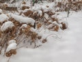 Dried hydrangea tree blossoms in the winter Royalty Free Stock Photo