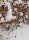 Dried hydrangea tree blossoms in the winter Royalty Free Stock Photo