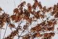 Dried hydrangea. Winter in the Pharmaceutical Garden. Option 2.