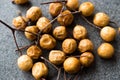 Dried Immature Unripe Dry Yellow Dates from Palm Tree with Stalks Royalty Free Stock Photo