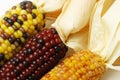 Dried Indian Corns Royalty Free Stock Photo