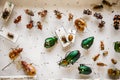 Dried insects collection Royalty Free Stock Photo