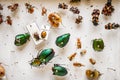Dried insects collection Royalty Free Stock Photo