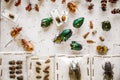 Dried insects collection Royalty Free Stock Photo