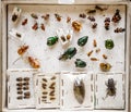 Dried insects collection Royalty Free Stock Photo