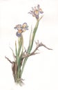 Dried iris flowers watercolor painting