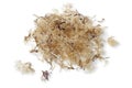 Dried irish moss Royalty Free Stock Photo