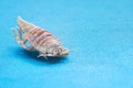 Dried isopod white woodlouse close-up isolated on a blue background with focus stacking