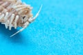 Dried isopod white woodlouse close-up isolated on a blue background with focus stacking copy space top view