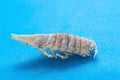 Dried isopod white woodlouse close-up isolated on a blue background with focus stacking top view