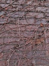 Dried ivy plant all over the brick wall