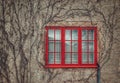 Dried ivy on wall with red framed window Royalty Free Stock Photo