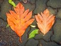 Dried jackfruit leaves-2