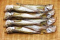 Dried japanese sandfish Royalty Free Stock Photo