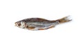 Dried or jerky salted roach, palatable clipfish isolated on white background. Salty beer appetizer. Traditional way of