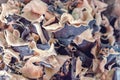 Dried Jew's Ear Mushroom Royalty Free Stock Photo