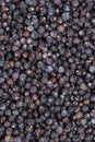Dried Juniper Berries background image Royalty Free Stock Photo