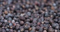 Dried Juniper Berries background image Royalty Free Stock Photo