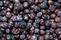 Dried Juniper Berries background image Royalty Free Stock Photo