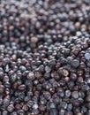 Dried Juniper Berries background image Royalty Free Stock Photo
