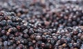 Dried Juniper Berries background image Royalty Free Stock Photo