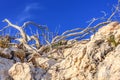 Dried juniper branches growing on mountain rock on blue sky background at sunset