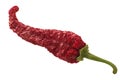 Dried kashmiri mirch pepper pod Royalty Free Stock Photo