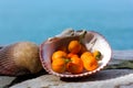 Dried Kumquats in the Seashell Royalty Free Stock Photo