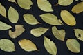 Dried Laurel leaves on a black background. View from above