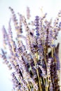 Dried Lavender