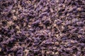 Dried lavender closeup background. Generate Ai