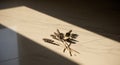 Dried lavender and eucalyptus on light floor with sunlight and shadows Royalty Free Stock Photo