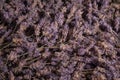 Dried lavender flower closeup background. Generate Ai