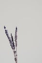 Dried lavender flower for home decoration