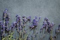 Dried lavender flowers and rose petals Royalty Free Stock Photo