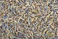 Dried lavender flowers sprinkled on the table