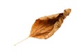 Dried leaf Royalty Free Stock Photo