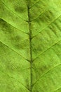 Dried leaf